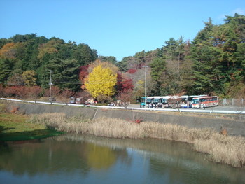 修善寺自然公園もみじ林