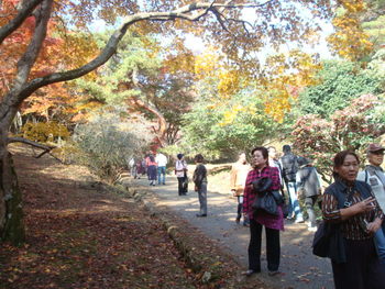 修善寺自然公園もみじ林