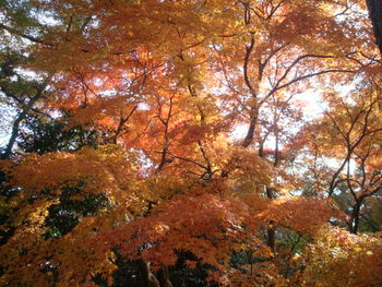 修善寺自然公園もみじ林