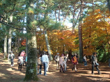 修善寺自然公園もみじ林