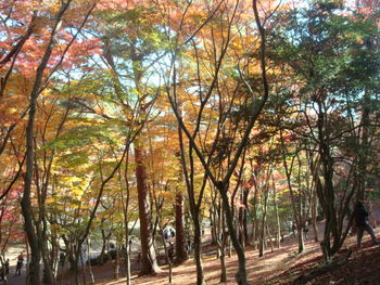 修善寺自然公園もみじ林