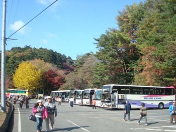 修善寺自然公園もみじ林