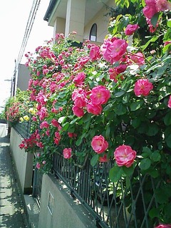 美しいモノには　棘が