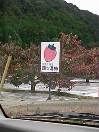 するがの柿・四ツ溝柿♪