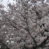 sakura  saku   富士市今泉　こども英語英会話教室　大人の英会話サロン　ＥＣＣジュニア広見教室