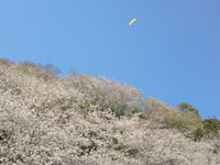 今年の桜は、、、