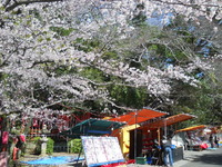 春祭り、桜は無事か！？