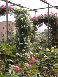 【バラ園開花情報】本日7～8分咲き