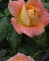 【バラ園開花情報】２番花が咲き始めました
