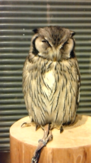 だんだん眠くなる〜