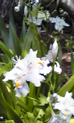 お花
