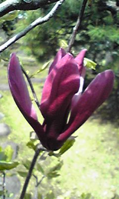 お花