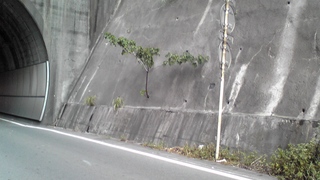 気になる木
