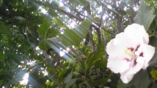 芙蓉？酔芙蓉