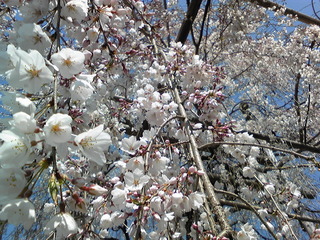 龍源院のしだれ桜　伊豆の国市