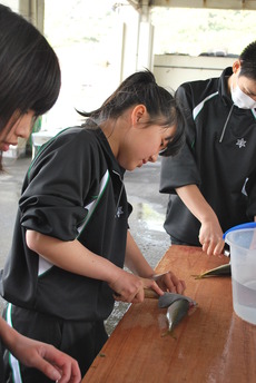 焼津水産高校が内浦漁港で漁業実習