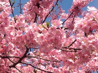 桜報告２０１４ 富士米の宮公園＆米之宮浅間神社