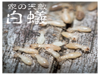 家を蝕むシロアリの正体とその対策方法
