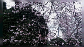 桜の開花❀