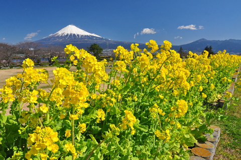 雁堤の菜の花と富士山