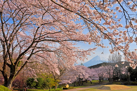 岩本山公園の桜と富士山