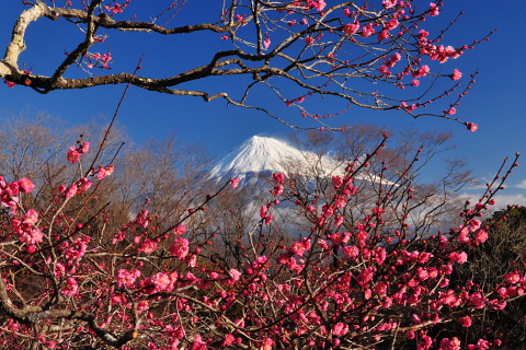 早咲き紅梅と富士山