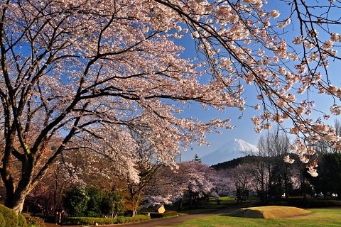岩本山公園の桜 見頃に！