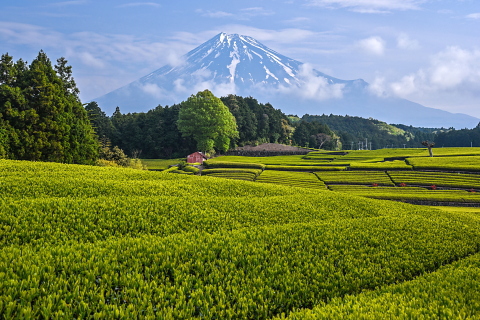 新茶薫る茶畑と富士山