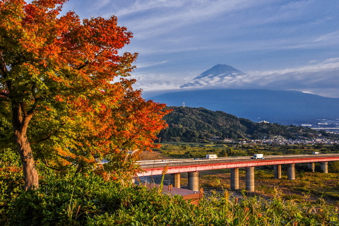 色付く木々と富士山