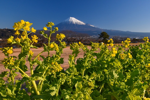 雁堤の菜の花 開花！