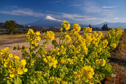 雁堤の菜の花と富士山
