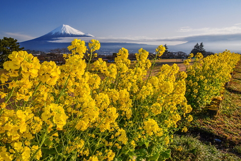 咲き誇る菜の花と富士山