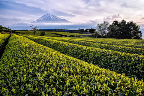 新茶の芽吹き