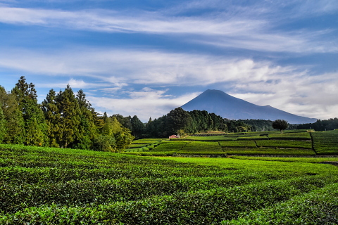 癒しの茶畑と富士山