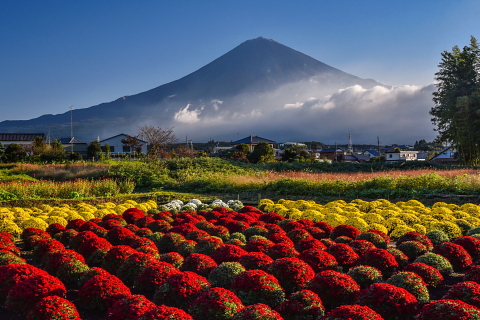 南条の里のぼさ菊と富士山