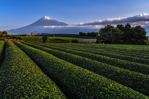 岩本山の茶畑からの今朝の富士山