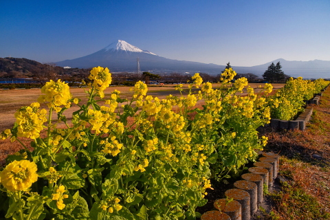 雁堤の菜の花 見頃に