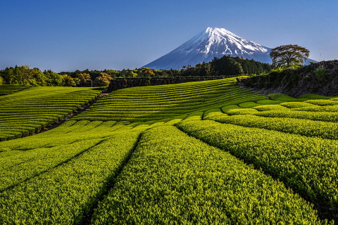 今宮の新茶と富士山