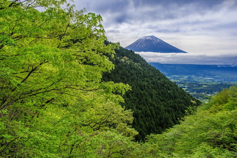 高原の新緑越しの富士山