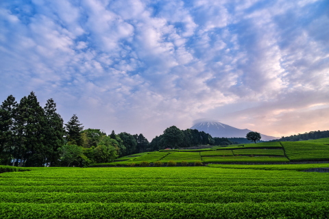鱗雲流れる早朝の茶園