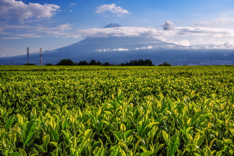 二番茶の輝き