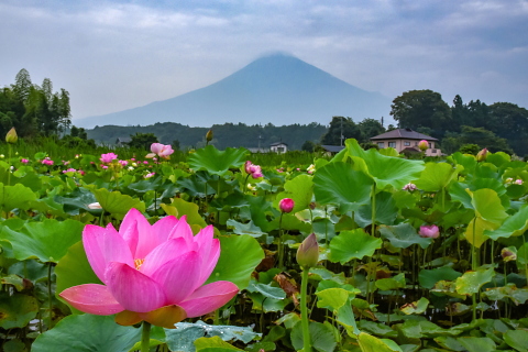 里山の蓮田と富士山の風景