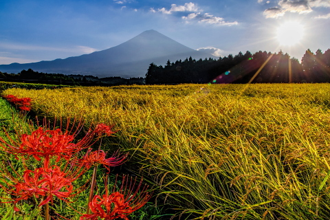 彼岸の里山風景