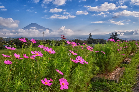 開花が進む雁堤のコスモス