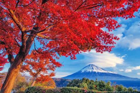 富士川SAの紅葉