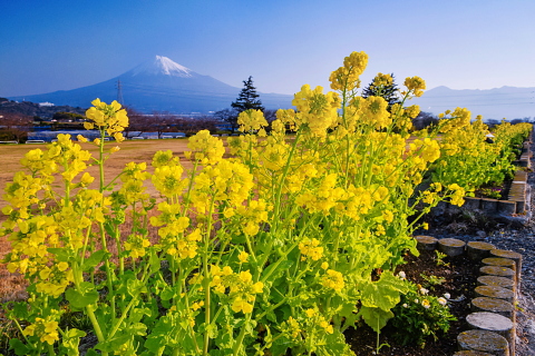 咲き誇る雁堤の菜の花