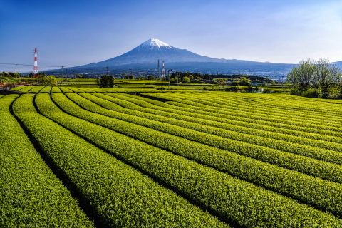 一面に広がる新茶と富士山の風景