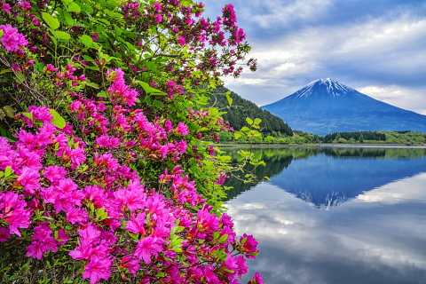 湖畔に咲くツツジと富士山