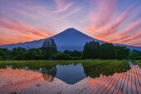 里山の水田からの朝焼け富士！