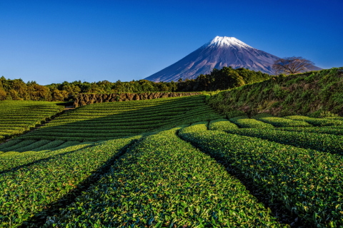 美しき茶園と富士山